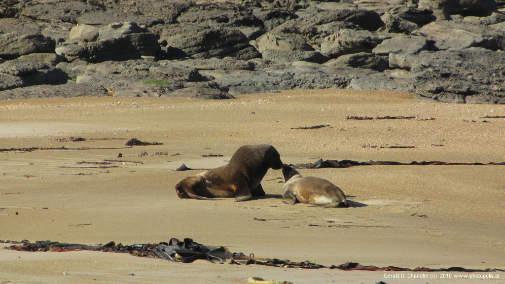 Waipapa Beach Seals